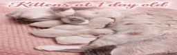 Ragdoll cats for sale: 🏆🥇Champion Bloodline🧸😻Ragdolls💖 in Ilford - Advert 10
