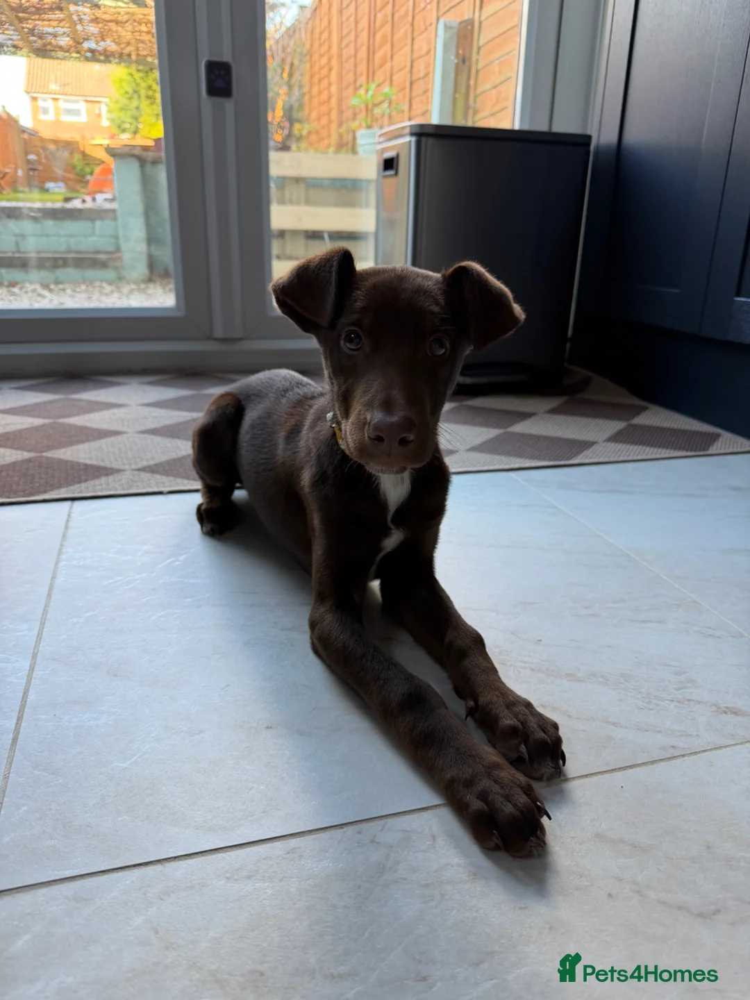 Mixed Breed dogs for sale: Doberman cross collie  in Yeovil - Advert 1