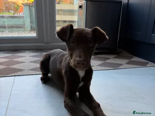 Mixed Breed dogs Doberman cross collie - Advert 10