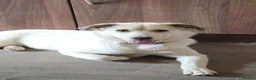 Mixed Breed dogs for sale: 2 mix breed pups - Advert 6