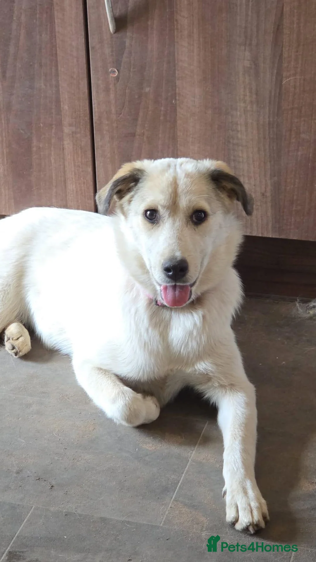Mixed Breed dogs for sale: 2 mix breed pups - Advert 6