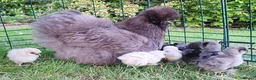 Chickens poultry for sale: Blue Bearded Large Fowl Silkie Hatching Eggs - Advert 7
