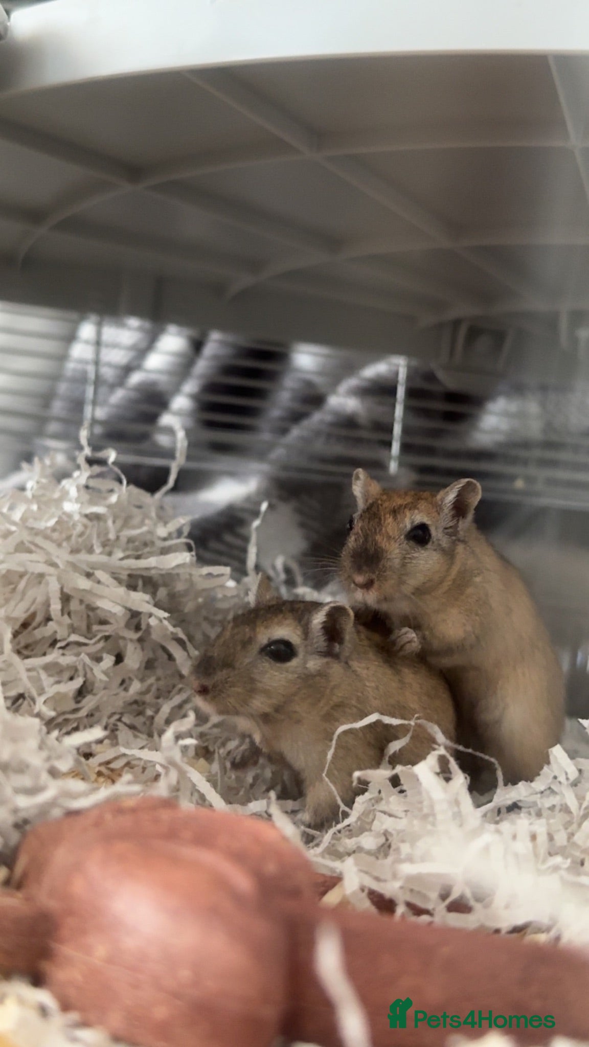 Gerbil rodents 2 gerbils and tank for sale - Advert 1