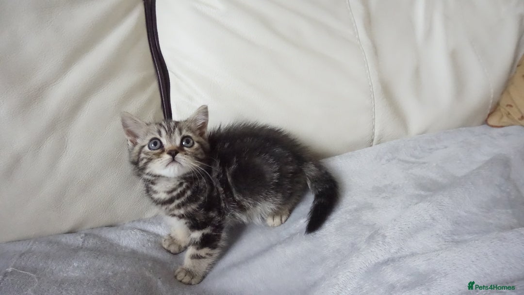 British Shorthair cats for sale: STUNNING British Shorthair Kittens Silver Tabbies - Image 24
