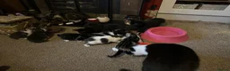 Mixed Breed cats for sale: Mixed breed kittens  - Advert 13