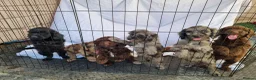 Cockapoo dogs for sale: Cockerpoo pups  - Advert 21