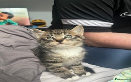 Bengal cats for sale: Bengal cross tabby girl kittens  - Advert 13