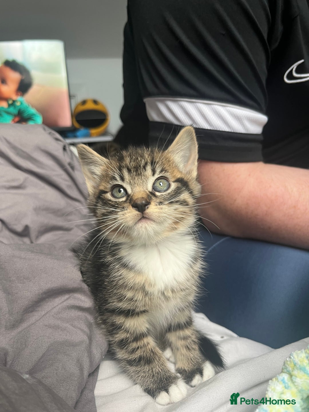 Bengal cats for sale: Bengal cross tabby girl kittens  - Advert 13