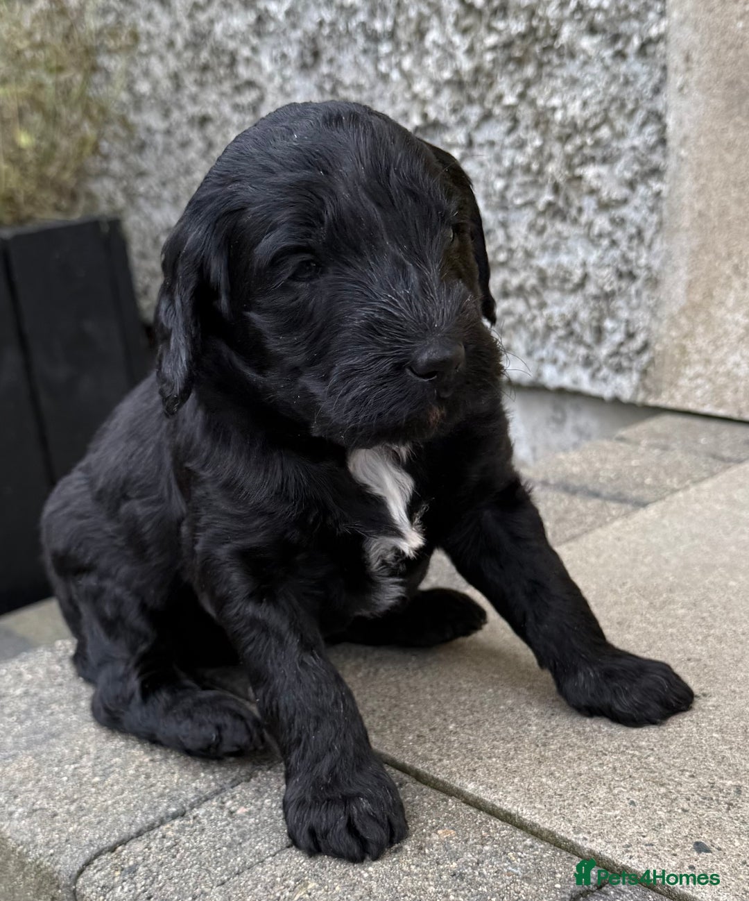 Mixed Breed dogs for sale: 🐾F3 Irish X Australian Labradoodle Puppies  - Image 7