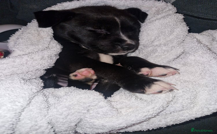 Staffordshire Bull Terrier dogs - Advert 3