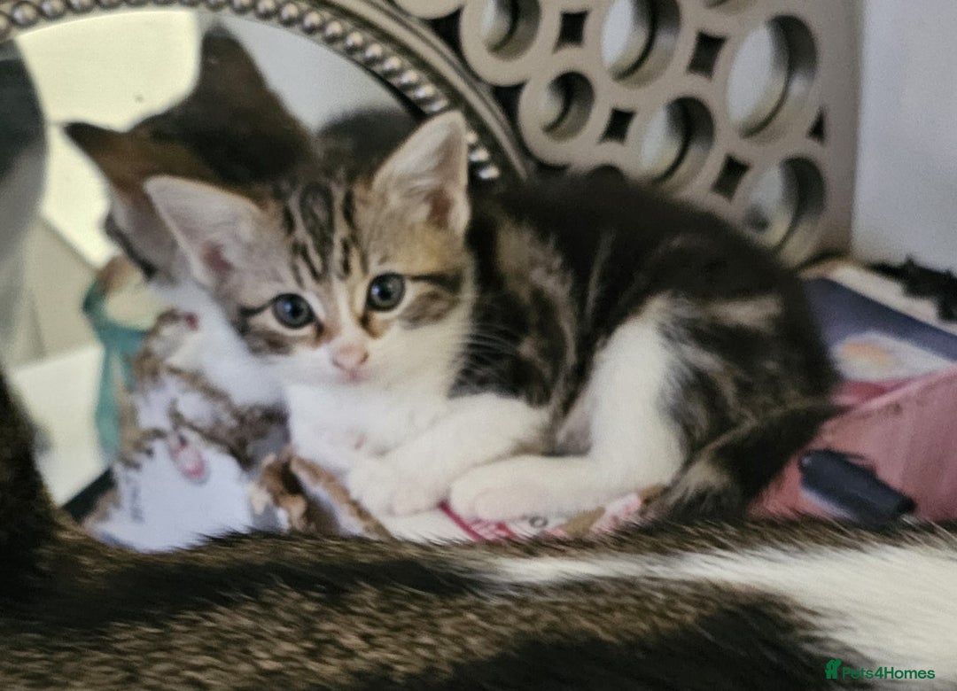 Mixed Breed cats for sale: 2 kittens  - Image 3