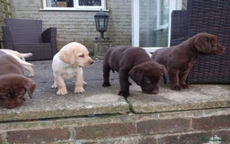 Labrador Retriever dogs for sale: Labradors puppys - Image 6