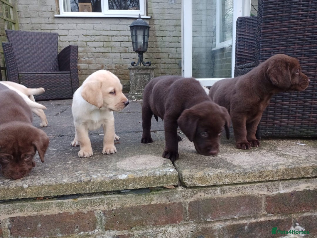 Labrador Retriever dogs for sale: Labradors puppys - Image 6