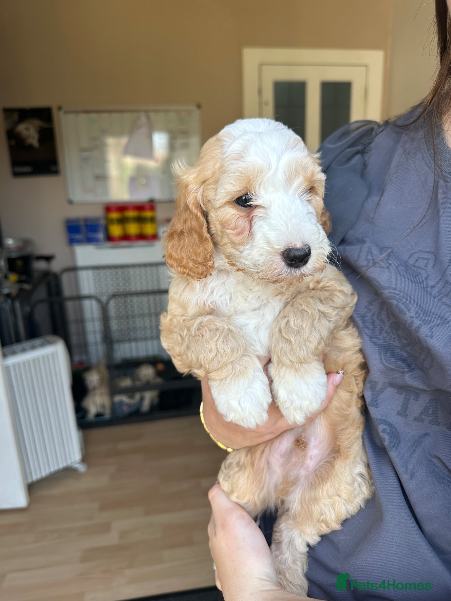 Cockapoo dogs F2 cockapoo puppies  - Advert 16