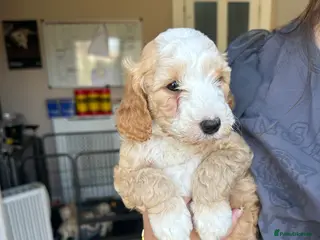 Cockapoo dogs F2 cockapoo puppies - Advert 16