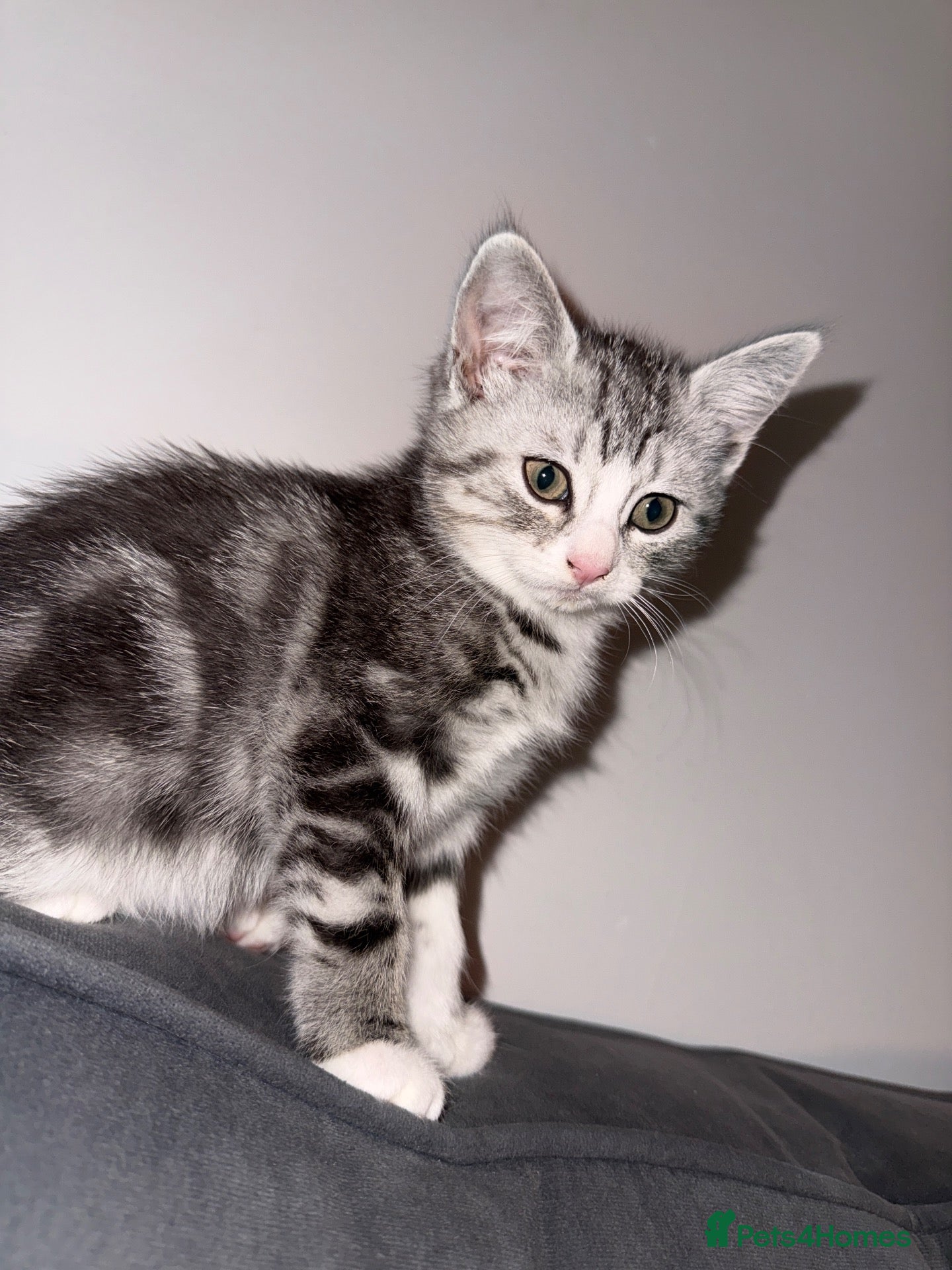 Persian cats Persian silver kittens 🩷 1 left ready to go! - Advert 2