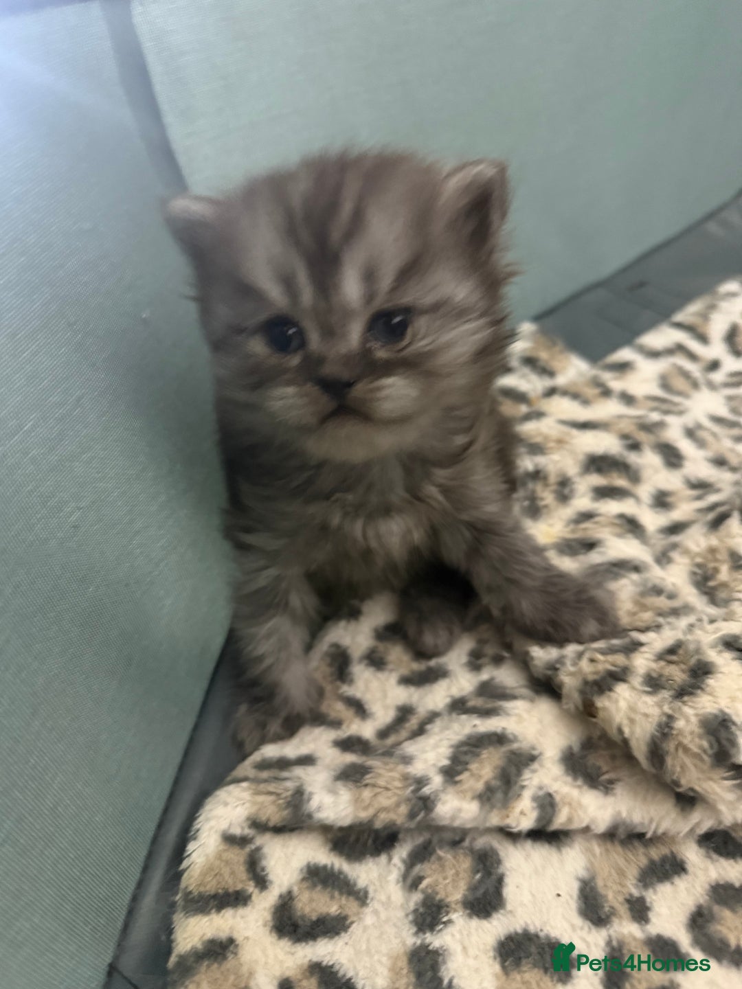 Scottish Fold cats for sale: Stunning Rainbow litter ready for  **   - Advert 18