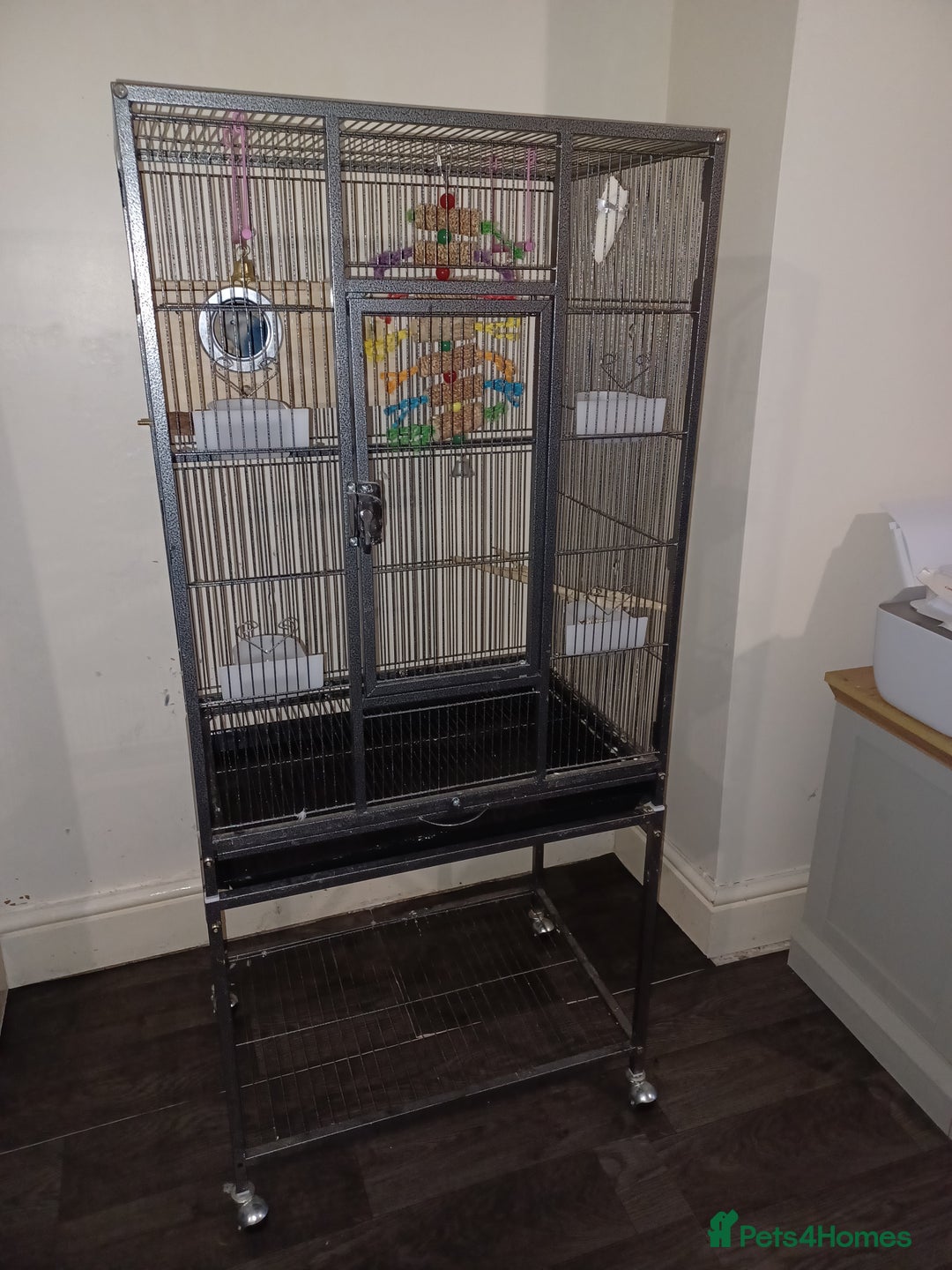 Lovebirds birds for sale: Lively lovebird for sale - Advert 3