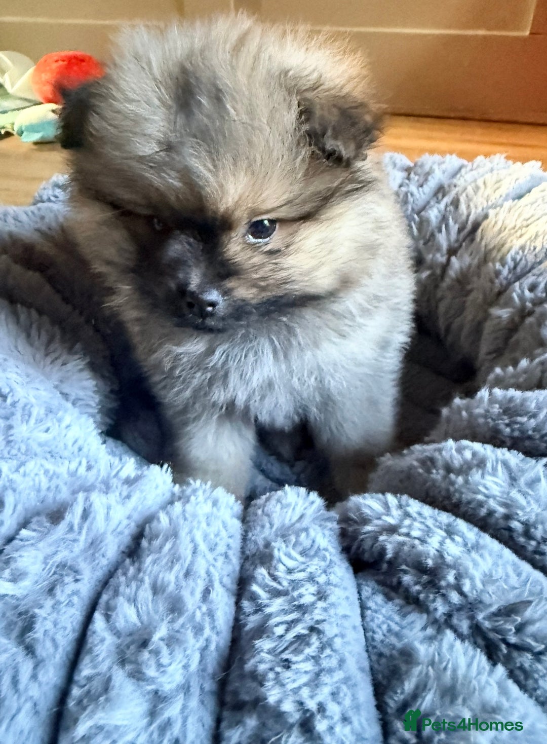 Pomeranian dogs for sale: 3 lovely girls and 1 boy Pomeranian puppies  - Advert 4