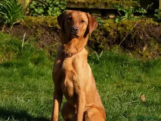 Labrador Retriever dogs Working labradors - Advert 1