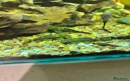 Plecos fish for sale: Juvenile Bristlenose Plecos  - Image 7