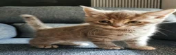 Mixed Breed cats for sale: Beautiful Kittens  - Advert 12