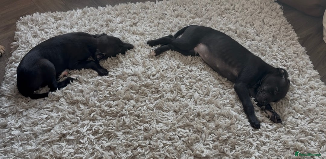 Whippet dogs for sale: KC Whippet Puppies - Image 4