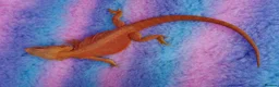 Bearded Dragon reptiles for sale: Orange Beardy & Vivarium 🧡Bearded Dragon/Vivarium - Advert 4
