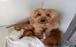 Cockapoo dogs for sale: Apricot & Fox Red F1B Cockapoo Puppies - Image 9