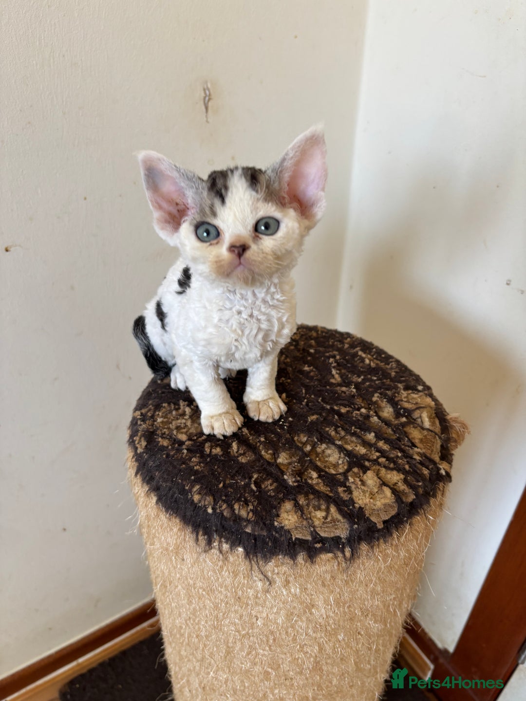 Devon Rex cats for sale: Quintelin Devon Rex - Image 6