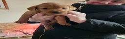Labrador Retriever dogs for sale:  labrador puppies for sale in Newton Stewart - Advert 3