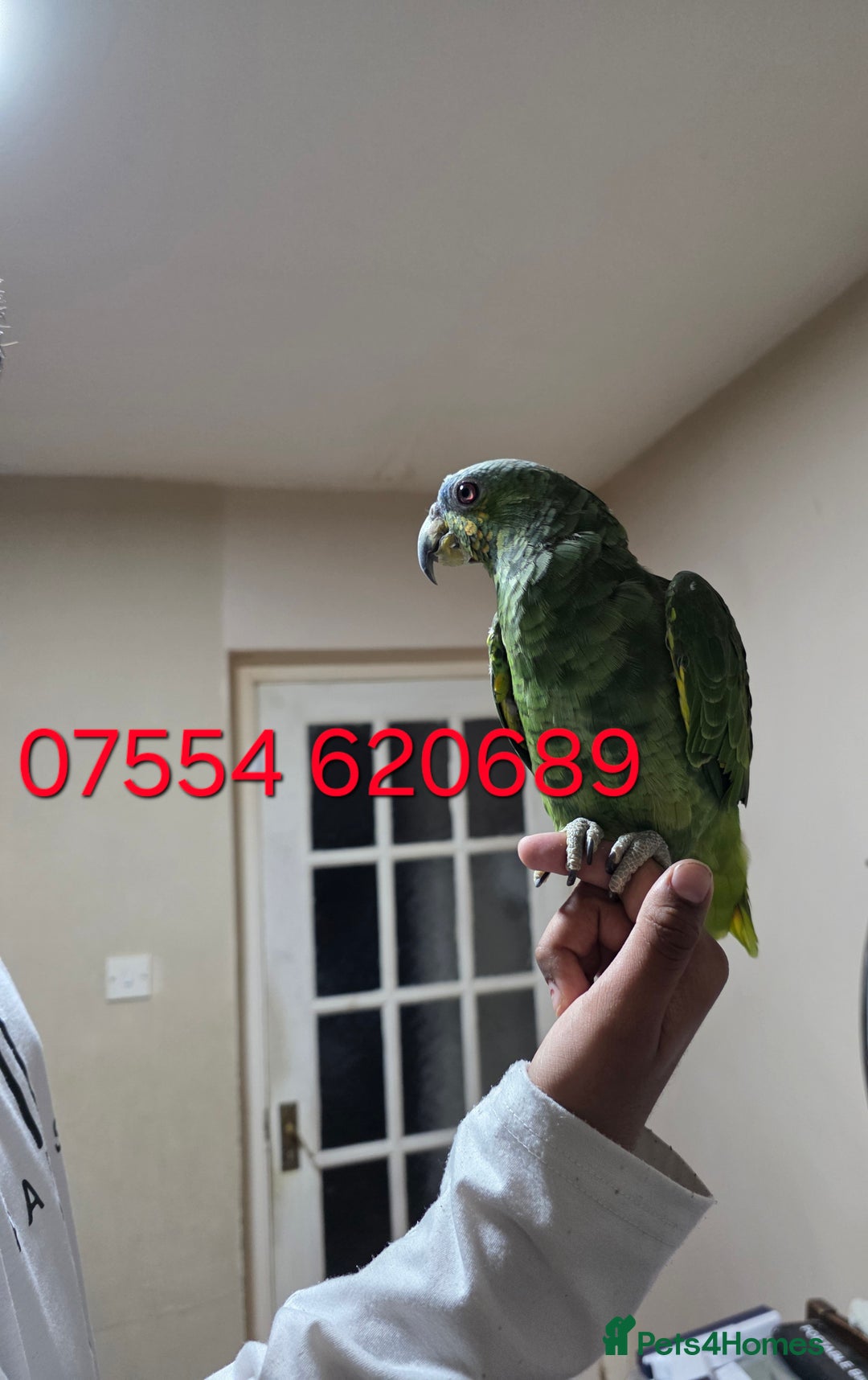 Parrots birds for sale: For Sale Hand Tamed Orange Fronted Amazon Parrot - Image 2