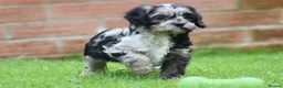 Cavapoo dogs for sale: Beautiful Cavapoo puppies for sale - Advert 33