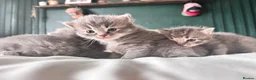 Ragdoll cats for sale: 2 British short hair x Ragdoll kittens - Advert 9
