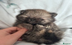 Pomeranian dogs for sale: TINY RUSSIAN / KOREAN TOY POMERANIANS READY NOW - Image 12