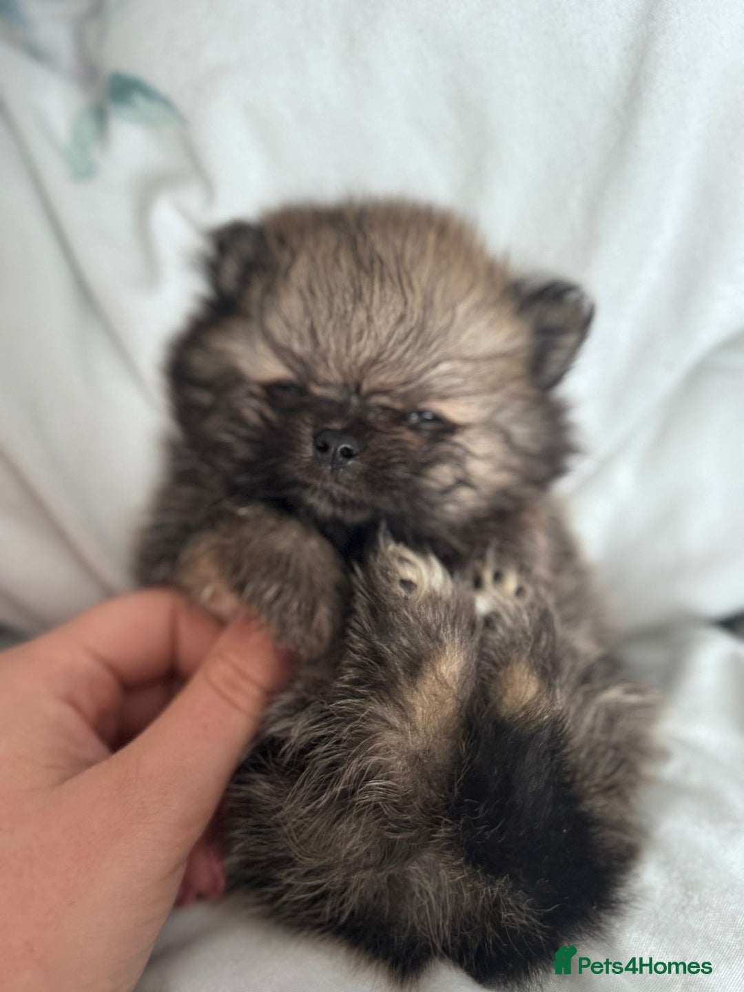 Pomeranian dogs for sale: TINY RUSSIAN / KOREAN TOY POMERANIANS READY NOW - Image 12