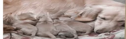 Miniature Dachshund dogs for sale: 🍦🍦ENGLISH CREAM MINIATURE LONG HAIR DACHSHUND🍦 - Advert 5