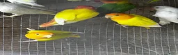 Mixed Breed birds for sale: Birds for sale *read description*  - Advert 8