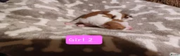 Jack Russell dogs for sale:  Minature Jack Russell Terrier Puppies. - Advert 17