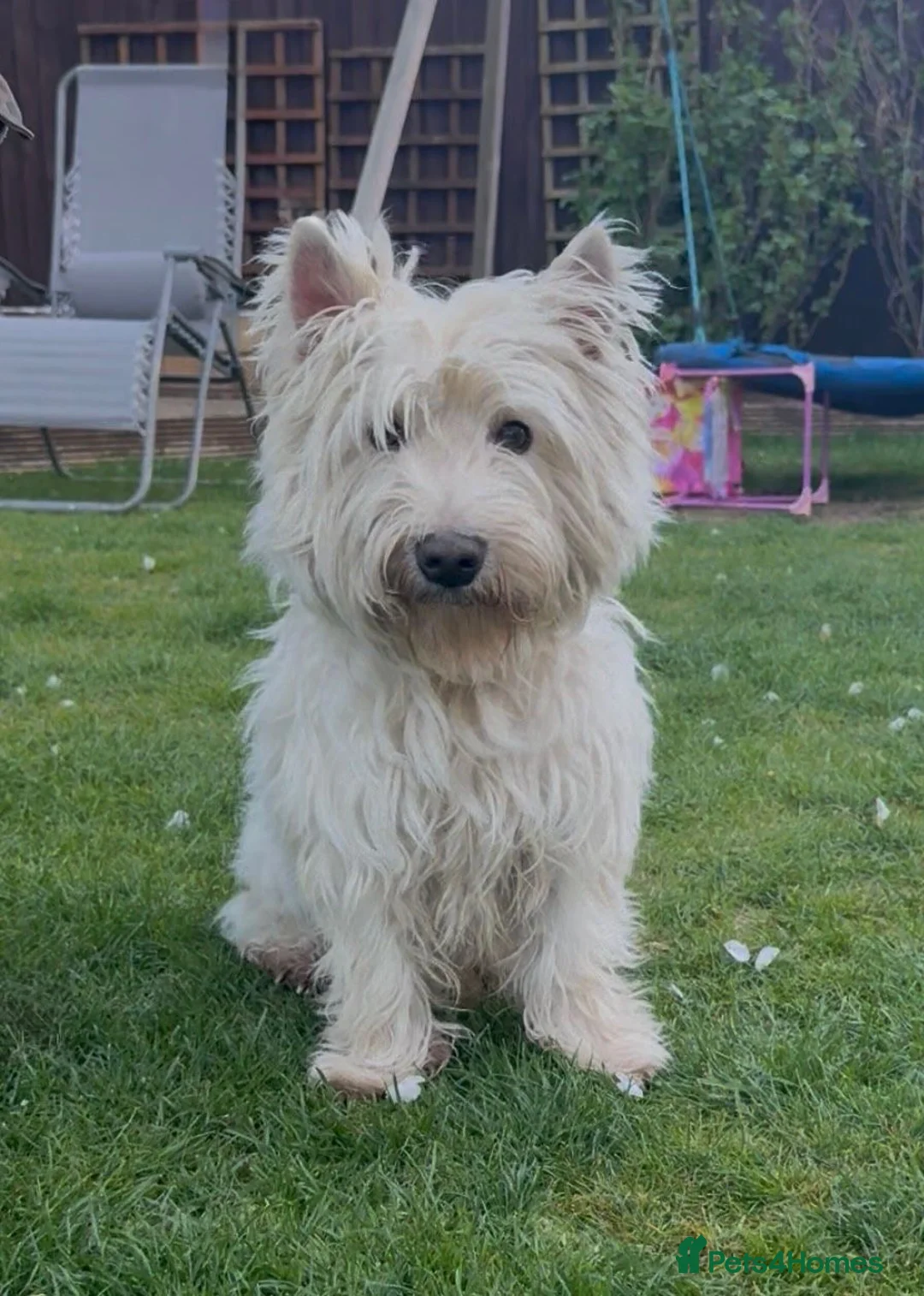 West Highland Terrier dogs for sale: West Highland Terrier boy looking new home - Advert 1