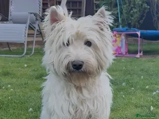 West Highland Terrier dogs West Highland Terrier boy looking new home - Advert 3