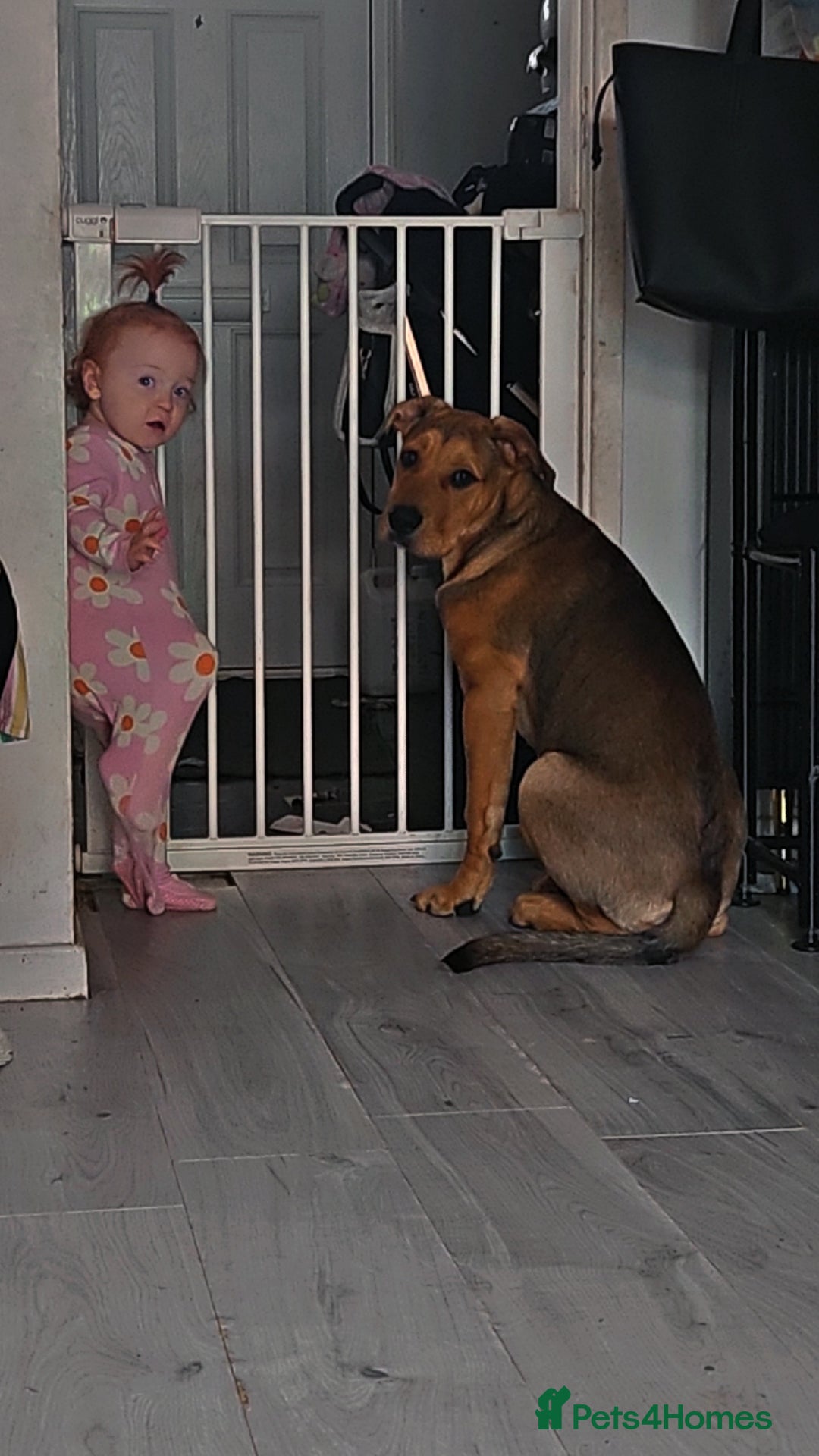 Mixed Breed dogs for sale: 5 month old bullmastiff x Dogue de Bordeaux - Image 4