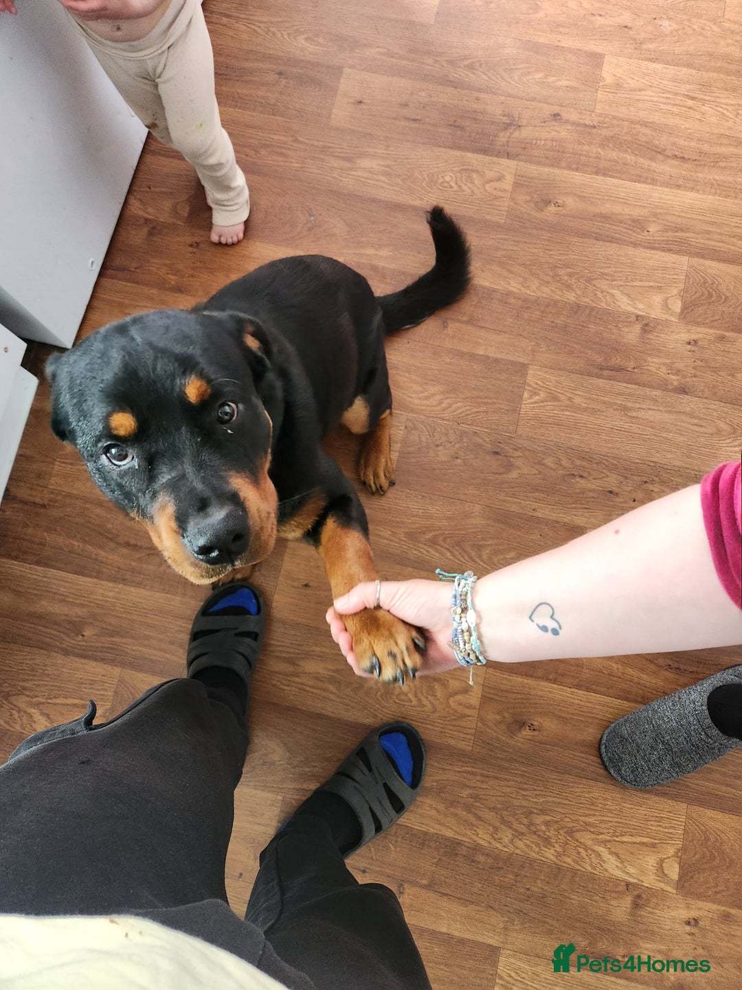 Rottweiler dogs for sale: 8 month old Rottweiler  - Image 2