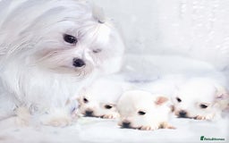 Maltese dogs for sale: Beautiful Maltese - Image 3