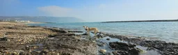 Mixed Breed dogs for adoption: Meet Chips – the gentle, loyal little soul - Advert 2