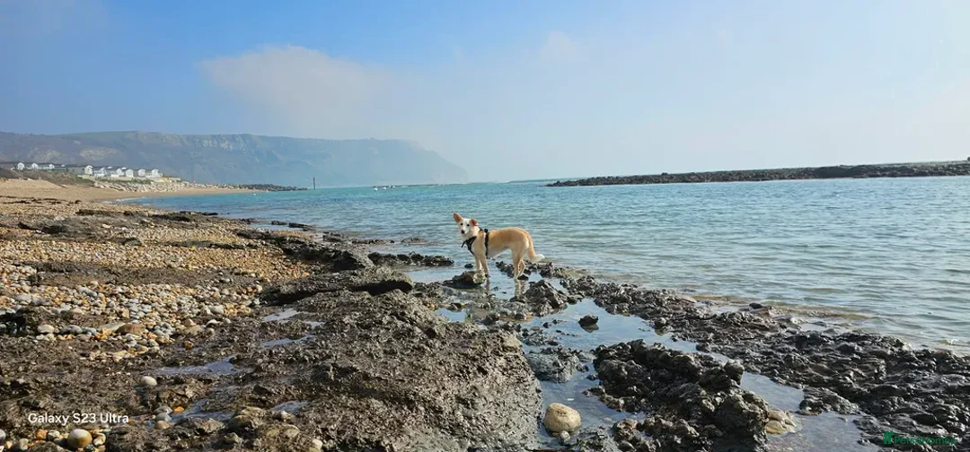 Mixed Breed dogs for adoption: Meet Chips – the gentle, loyal little soul - Advert 2