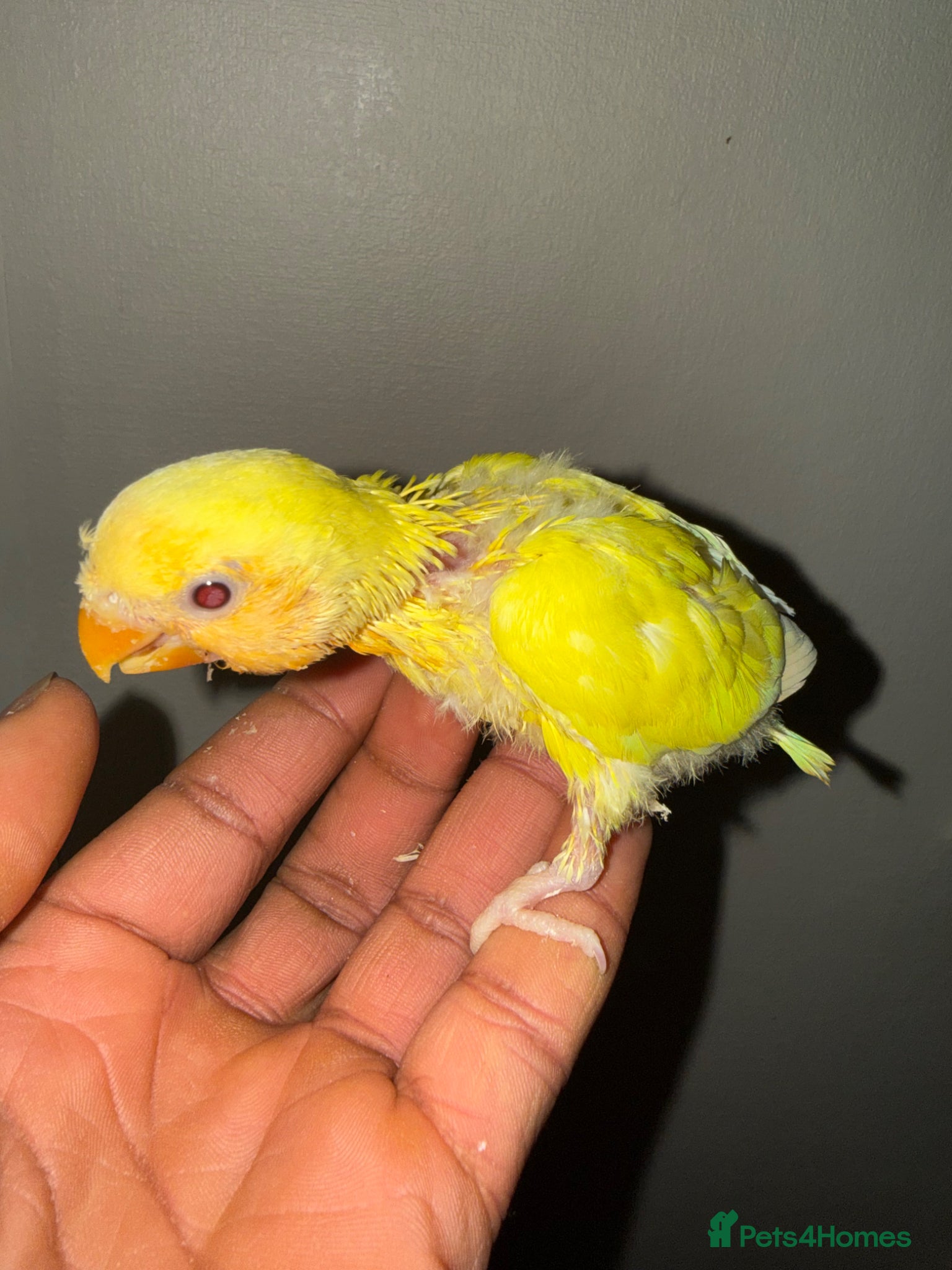 Lovebirds birds 2 pairs Lovebirds - Advert 10