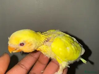 Lovebirds birds 2 pairs Lovebirds - Advert 10