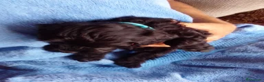 Cockapoo 3