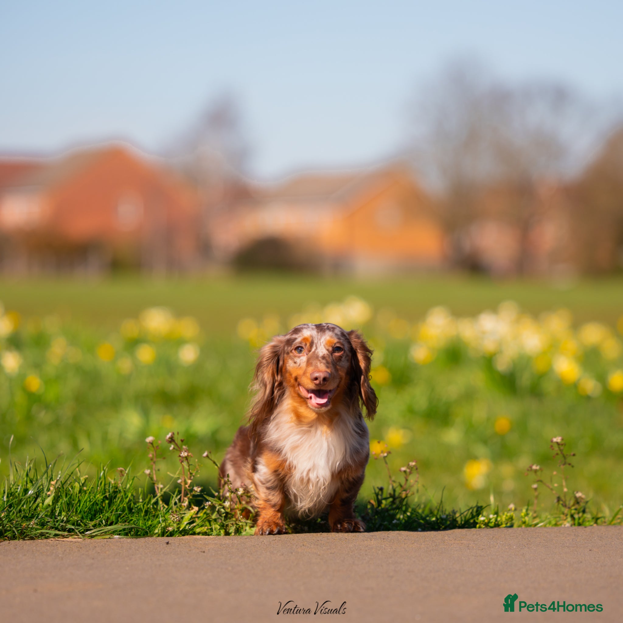 Dachshund dogs Dapple chocolate tan  - Advert 8